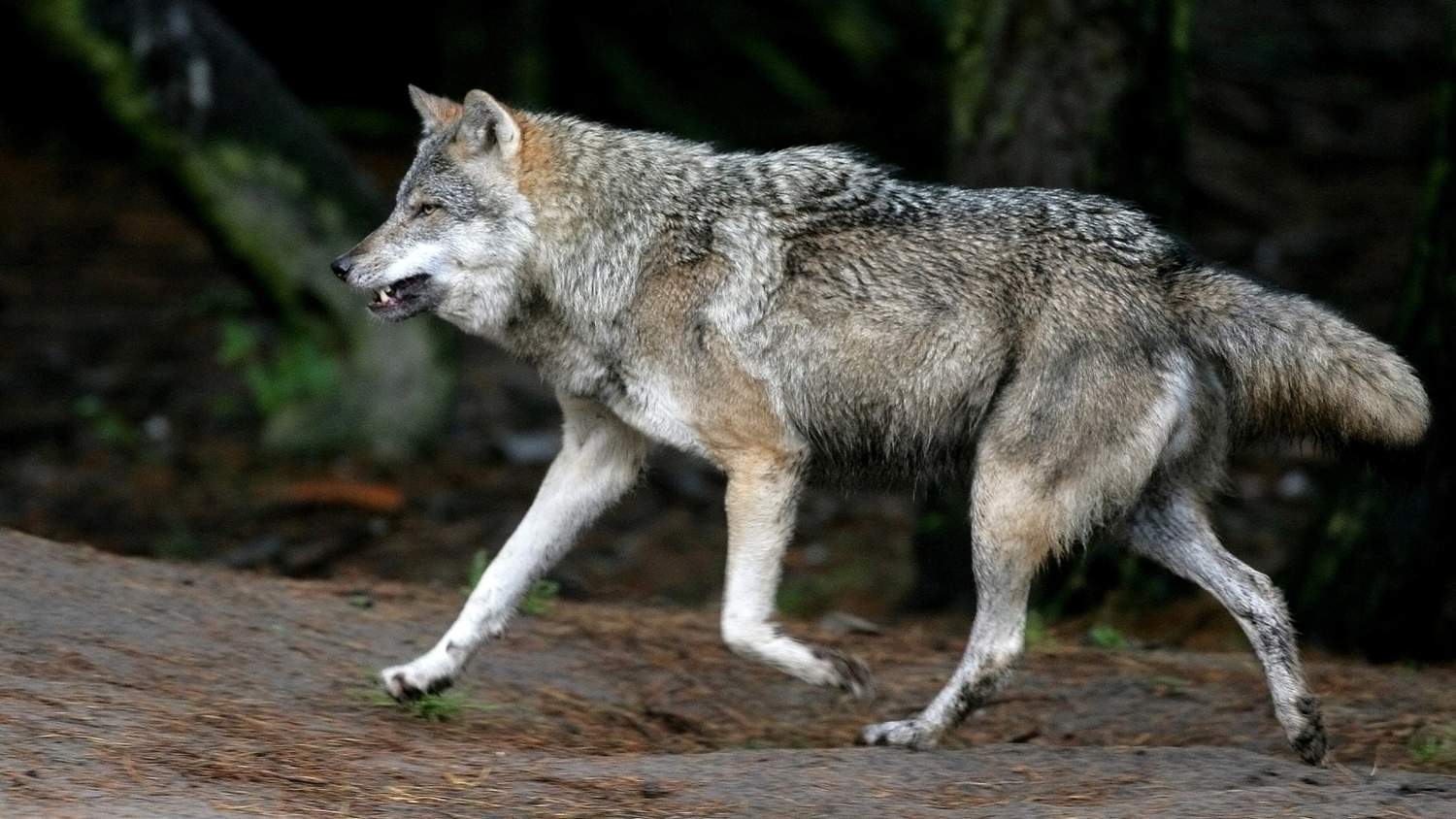 Wolf stoppt Autofahrt