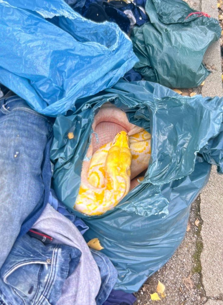 Zeugen finden toten Netzpython neben Altkleidercontainer