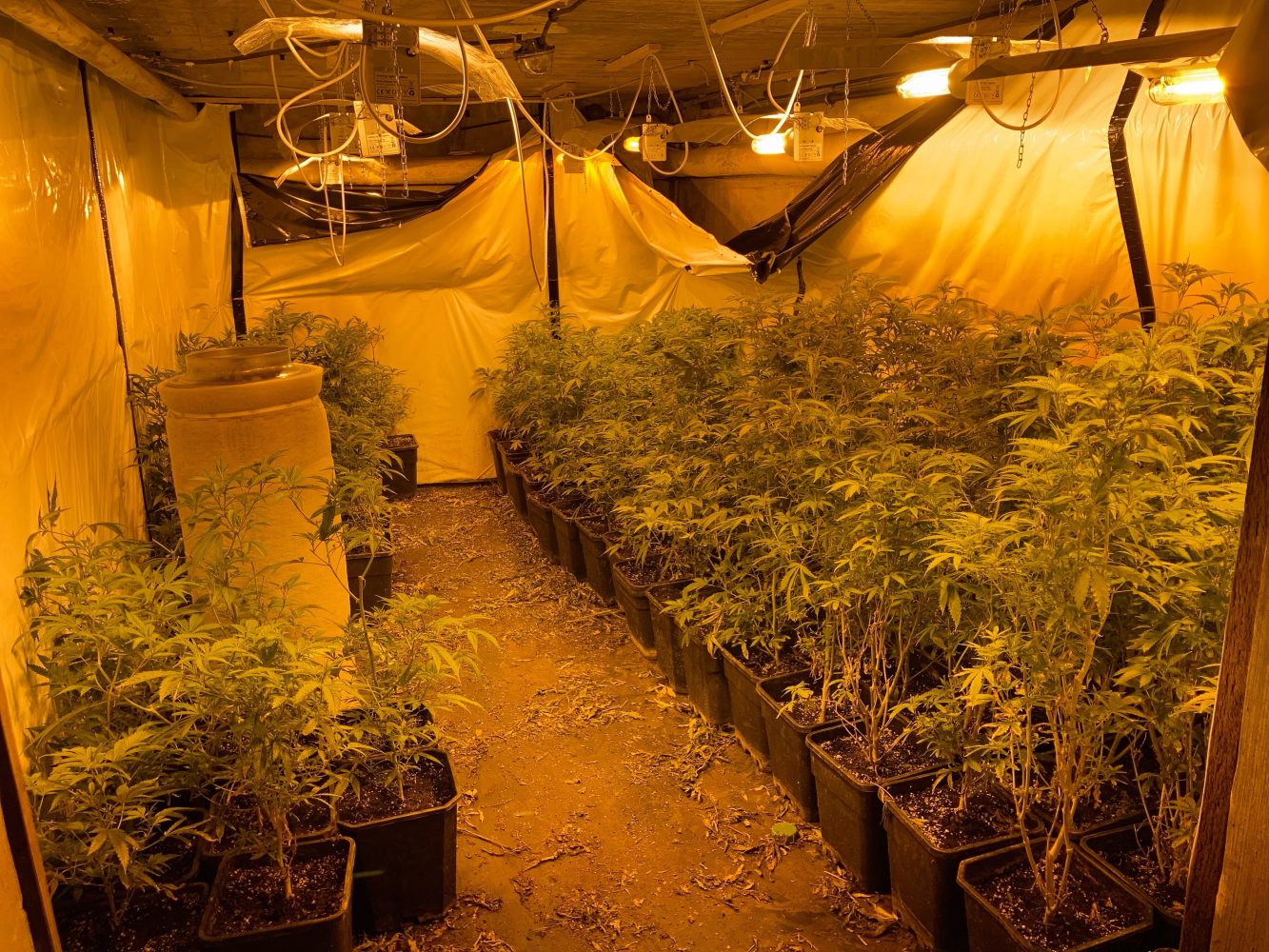 Cannabisplantage in Wohn-/Geschäftshaus entdeckt - Tatverdächtiger festgenommen