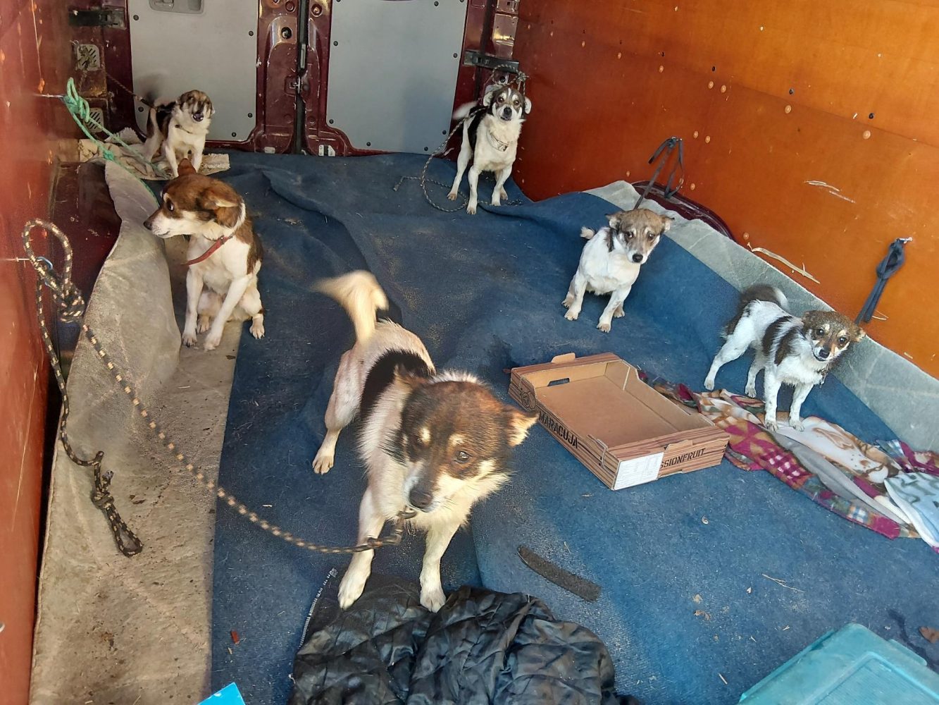 Bundespolizei stoppt Transporter mit elf Hunden an der Grenze