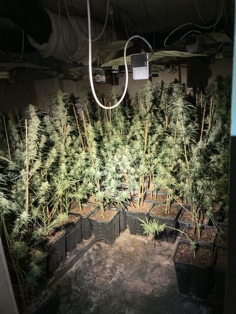 Marihuanaplantage ausgehoben