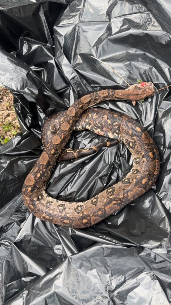 Fund einer toten exotischen Schlange bei Schotten – Herkunft unklar