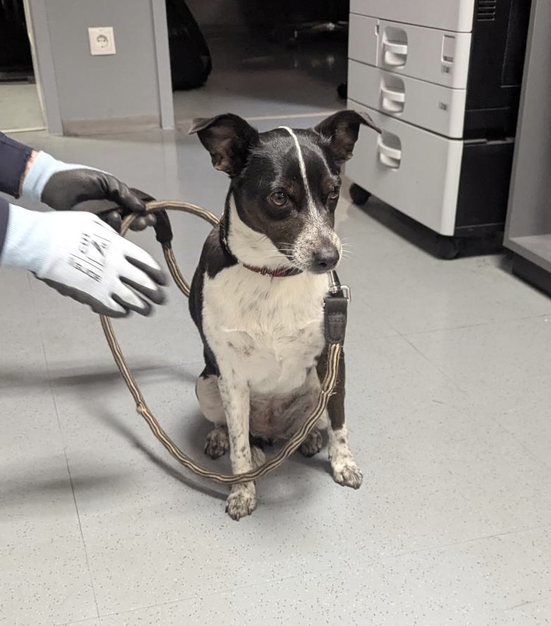 Hund am Essener Hauptbahnhof misshandelt – Bundespolizei nimmt aggressiven Mann fest und rettet Hund